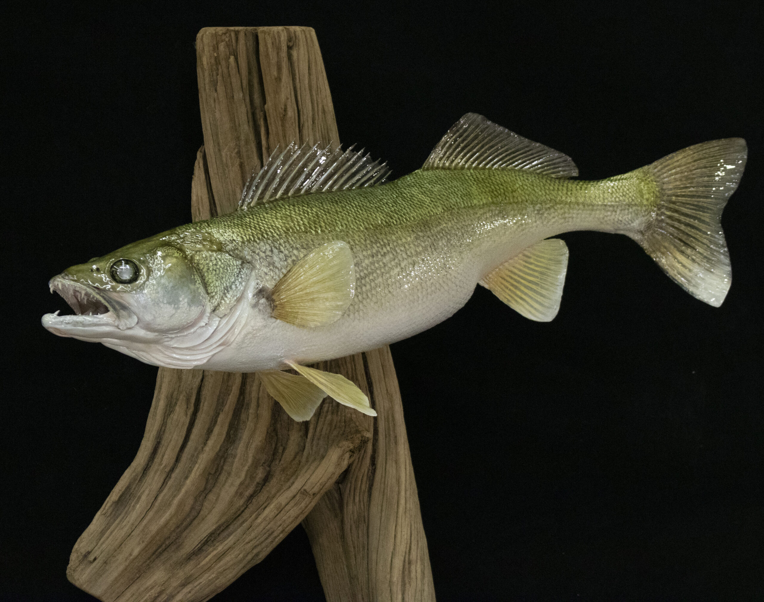 Lake Winnipeg Walleye
Walleye taxidermy
skin mount fish
Taxidermy
Lake Winnipeg Walleye Replica